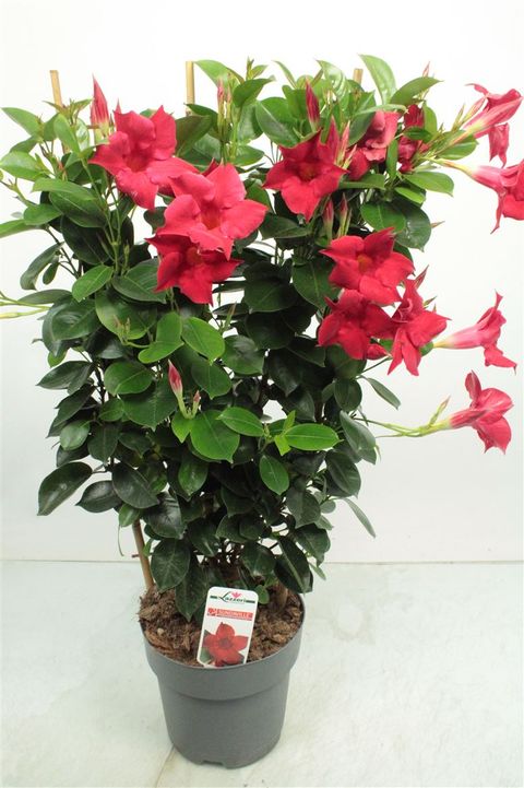 Mandevilla Hybrida