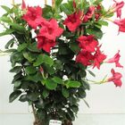 Mandevilla