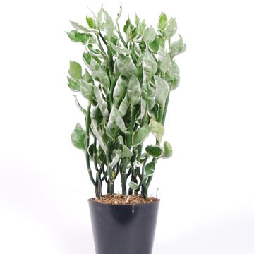 Pedilanthus tithymaloides 'Mystery Planet'