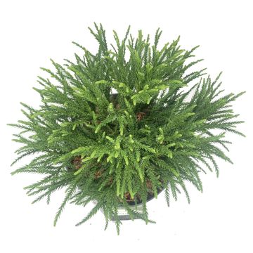 Cryptomeria japonica 'Little Champion'