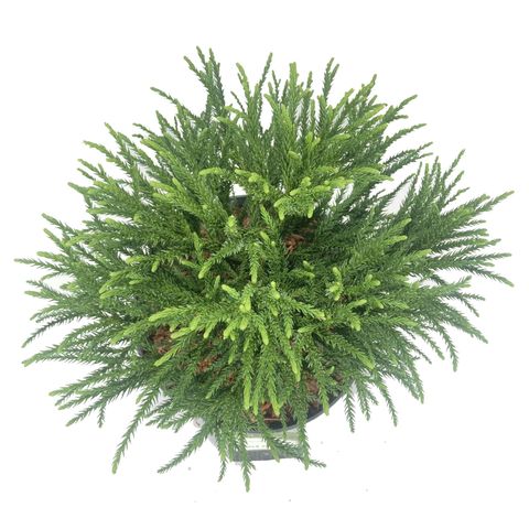 Cryptomeria japonica 'Little Champion' — Plant Wholesale FlorAccess