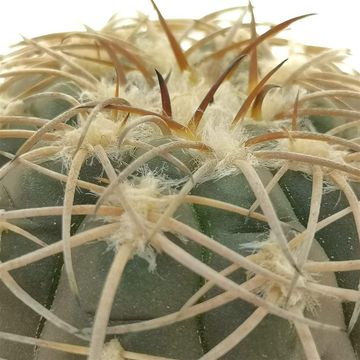Gymnocalycium spegazzinii