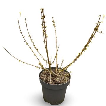 Forsythia 'Goldrausch'