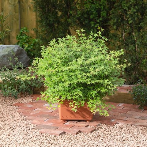 Acer palmatum 'Little Princess'