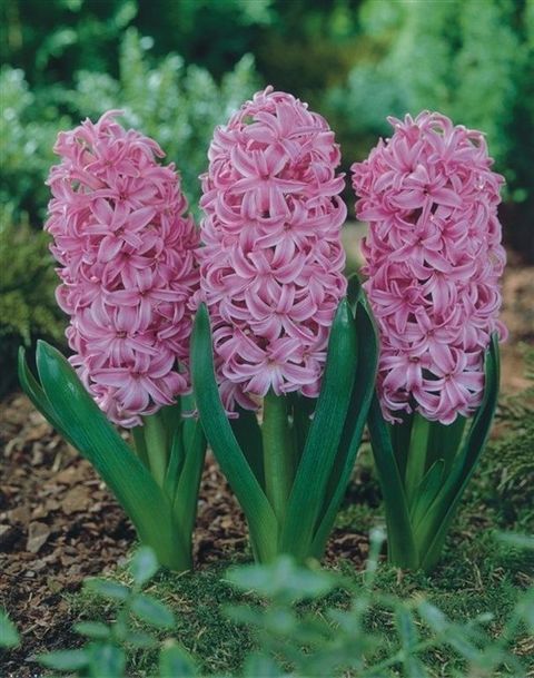 Hyacinthus Hiacynt wschodni 'Pink Pearl'