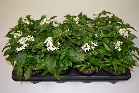 Pentas lanceolata LUCKY STAR WHITE