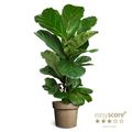 Ficus lyrata
