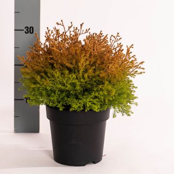 Thuja occidentalis 'Rheingold'