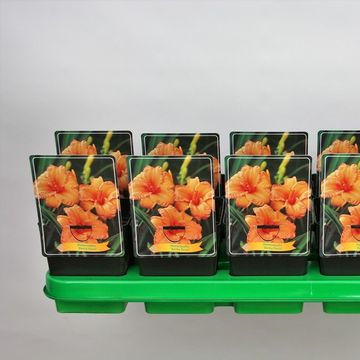 Hemerocallis 'Bertie Ferris'