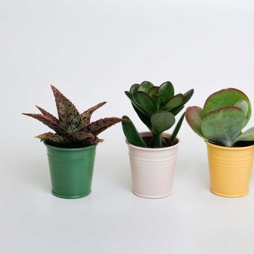 Suculentas MIX IN POT