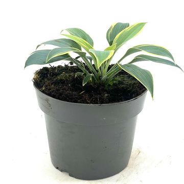 Hosta 'First Frost'