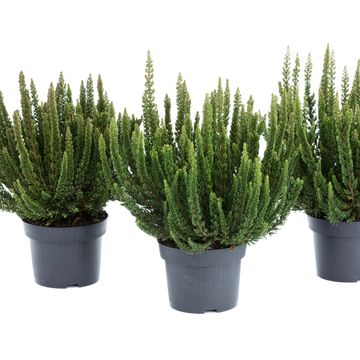 Calluna vulgaris SKYLINE HAVANNA