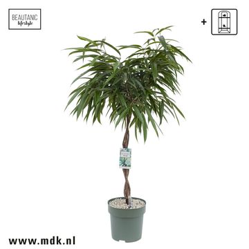 Ficus binnendijkii 'Alii'