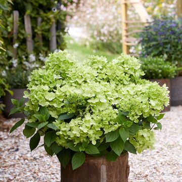Hydrangea paniculata PINKLIGHT
