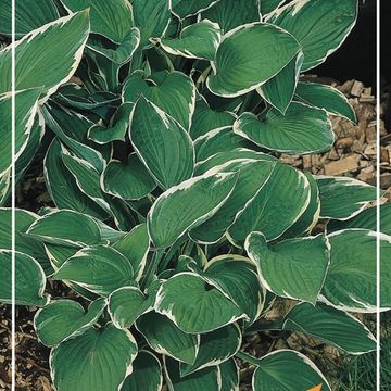 Hosta 'Francee'