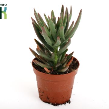 Kalanchoe x kewensis 'Spider Green'