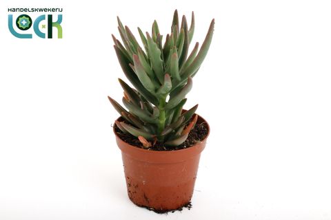 Kalanchoe x kewensis 'Spider Green'