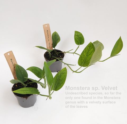 Monstera VELVET