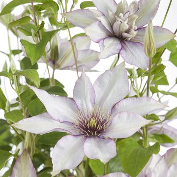 Clematis SAMARITAN JO (EL)