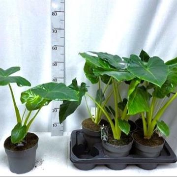 Alocasia macrorrhizos 'Lutea'