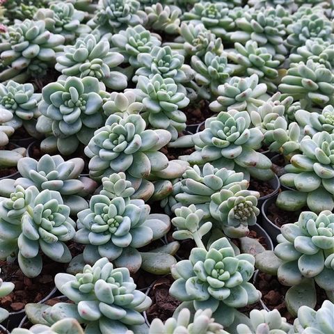 Sedum clavatum