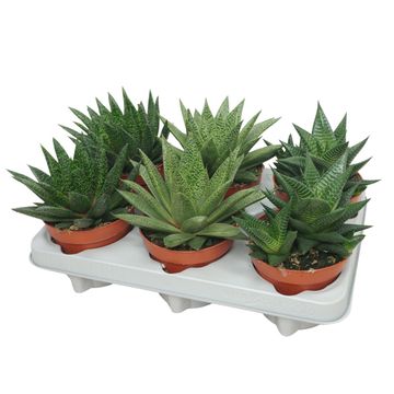 Succulente ALOE / HAWORTHIA MIX