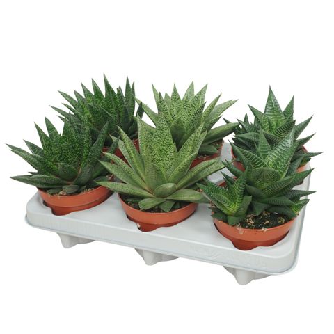 Suckulenter ALOE / HAWORTHIA MIX