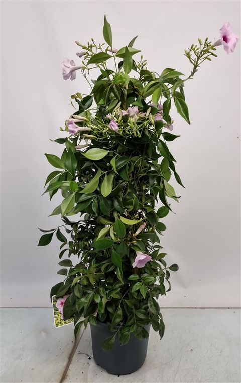 Pandorea jasminoides