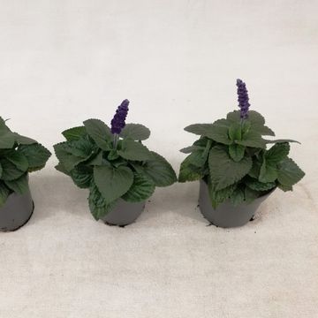 Salvia MYSTY