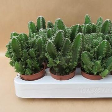 Cereus peruvianus 'Florida Paolina'