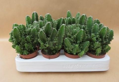 Cereus peruvianus 'Florida Paolina'