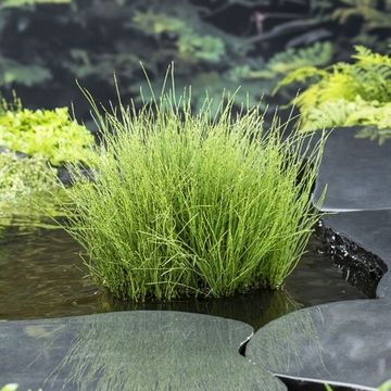 Equisetum scirpoides