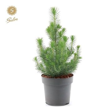 Pinus pinea 'Silver Crest'