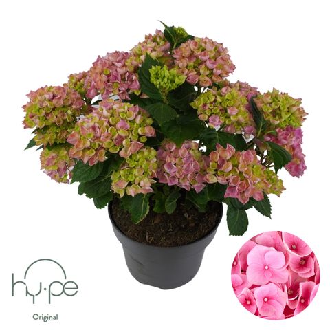 Hydrangea macrophylla HI RIVER PINK