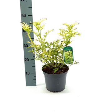 Sambucus nigra GOLDEN TOWER