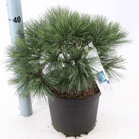 Pinus strobus 'Reinshaus'