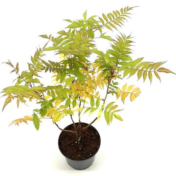Sorbaria sorbifolia