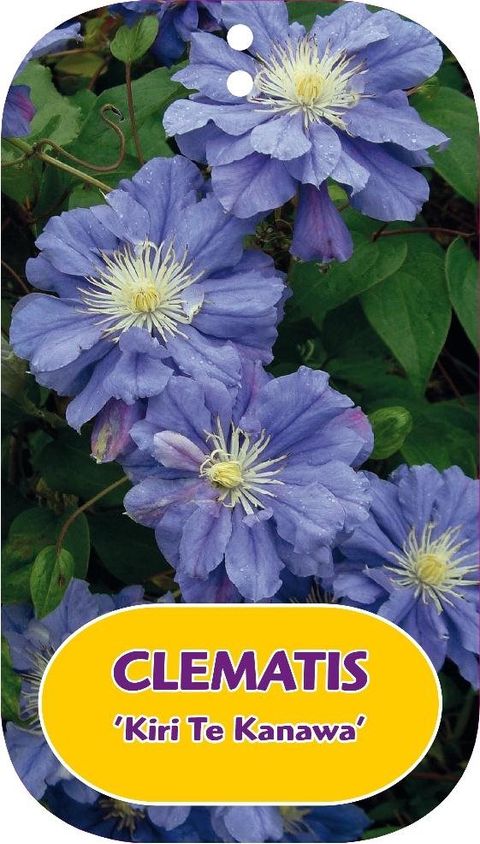 Clematis 'Kiri Te Kanawa' (P)