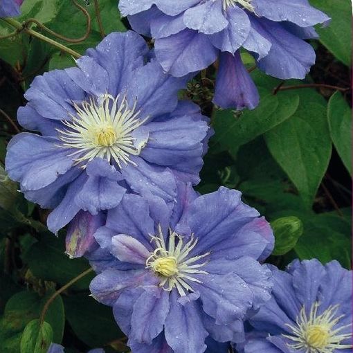 Clematis 'Kiri Te Kanawa' (P)