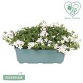 Campanula portenschlagiana AMBELLA WHITE