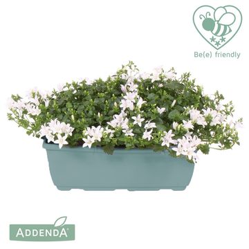 Campanula portenschlagiana AMBELLA WHITE