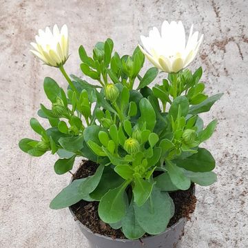 Osteospermum MARGARITA CREAM