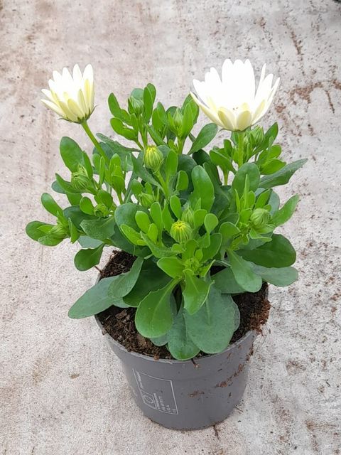 Osteospermum MARGARITA CREAM