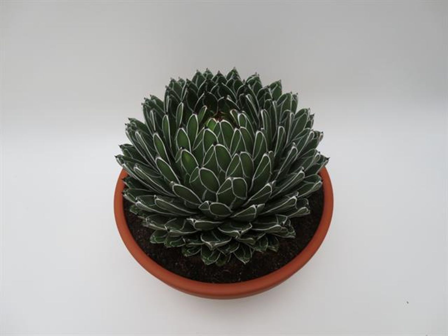 Agave victoriae-reginae 「special」 235 Agave victoriae-reginae — Plant Wholesale FlorAccess
