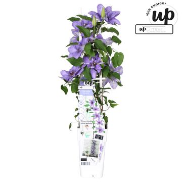 Clematis PARISIENNE BOULEVARD