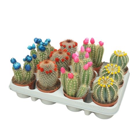 Cactées MIX