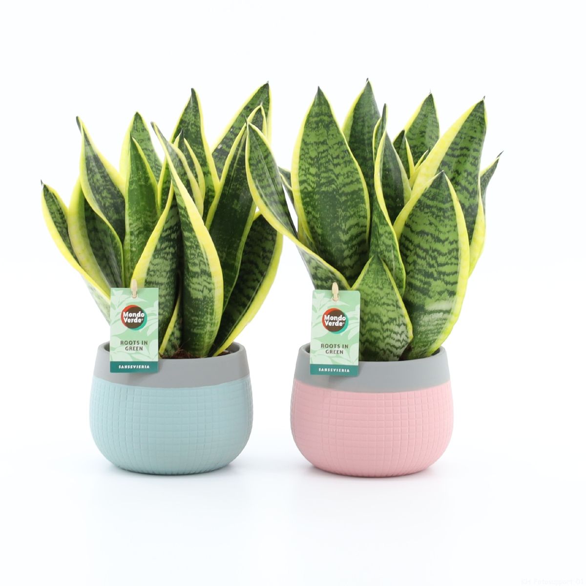 Sansevieria Superba | 40 cm | 100% van onze winst gaat naar herbebossing