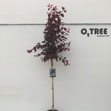 Prunus cerasifera 'Nigra'