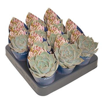 Echeveria 'Starlite'