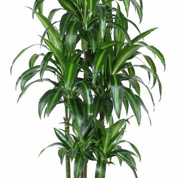 Dracaena fragrans 'Гавайан Саншайн'